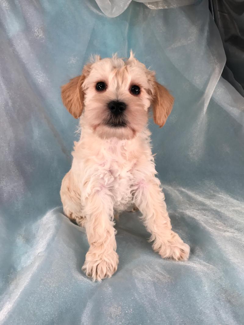 Light Apricot Male Mini Schnoodle For Sale $750